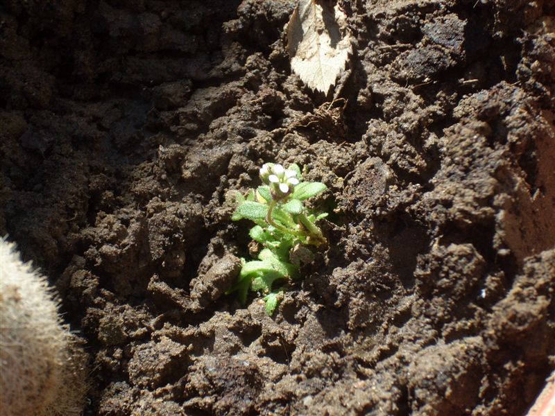 Saxifraga tridactylites / Sassifraga annuale