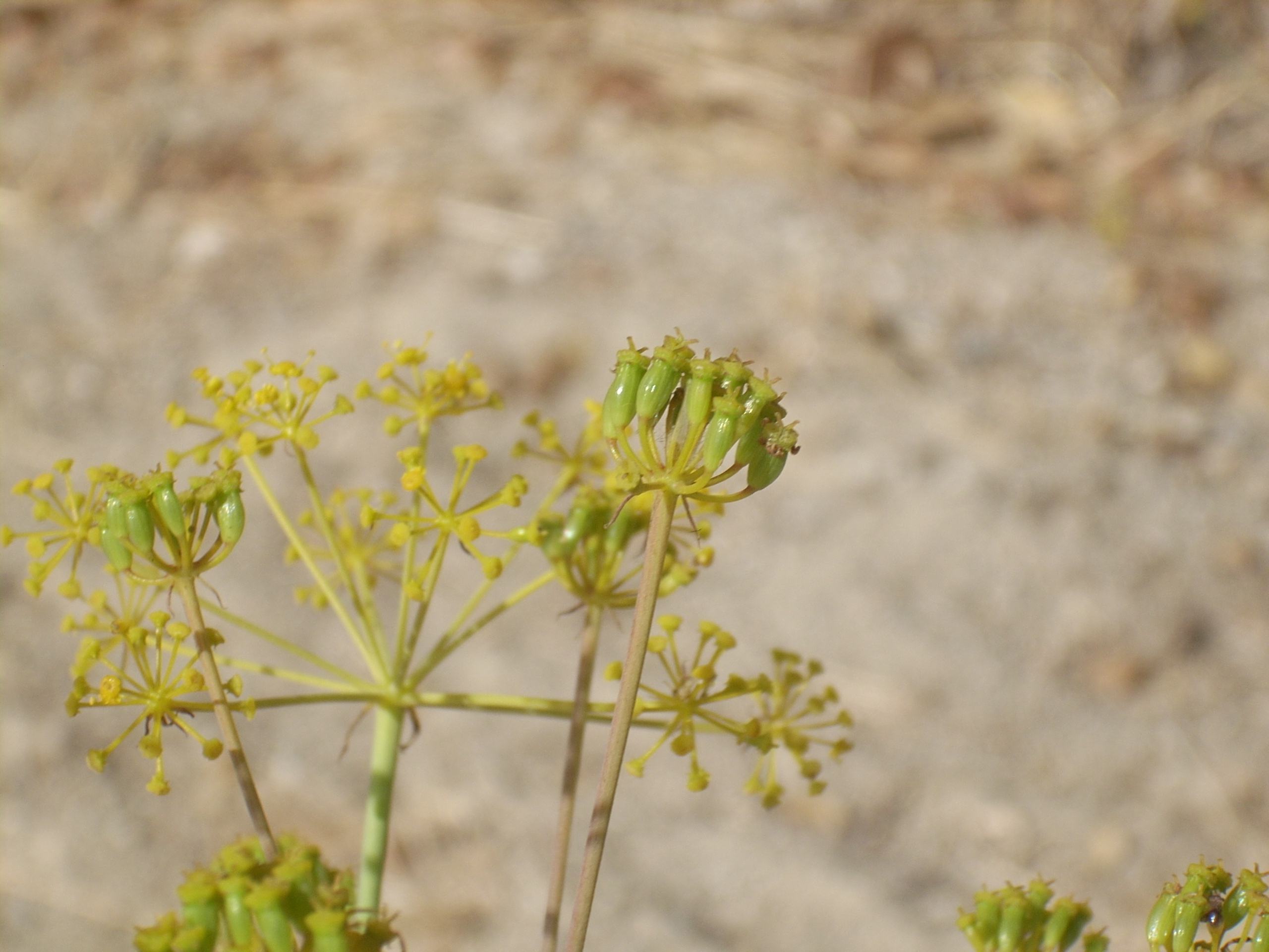 Thapsia asclepium (=Elaeoselinum asclepium) / Eleoselino