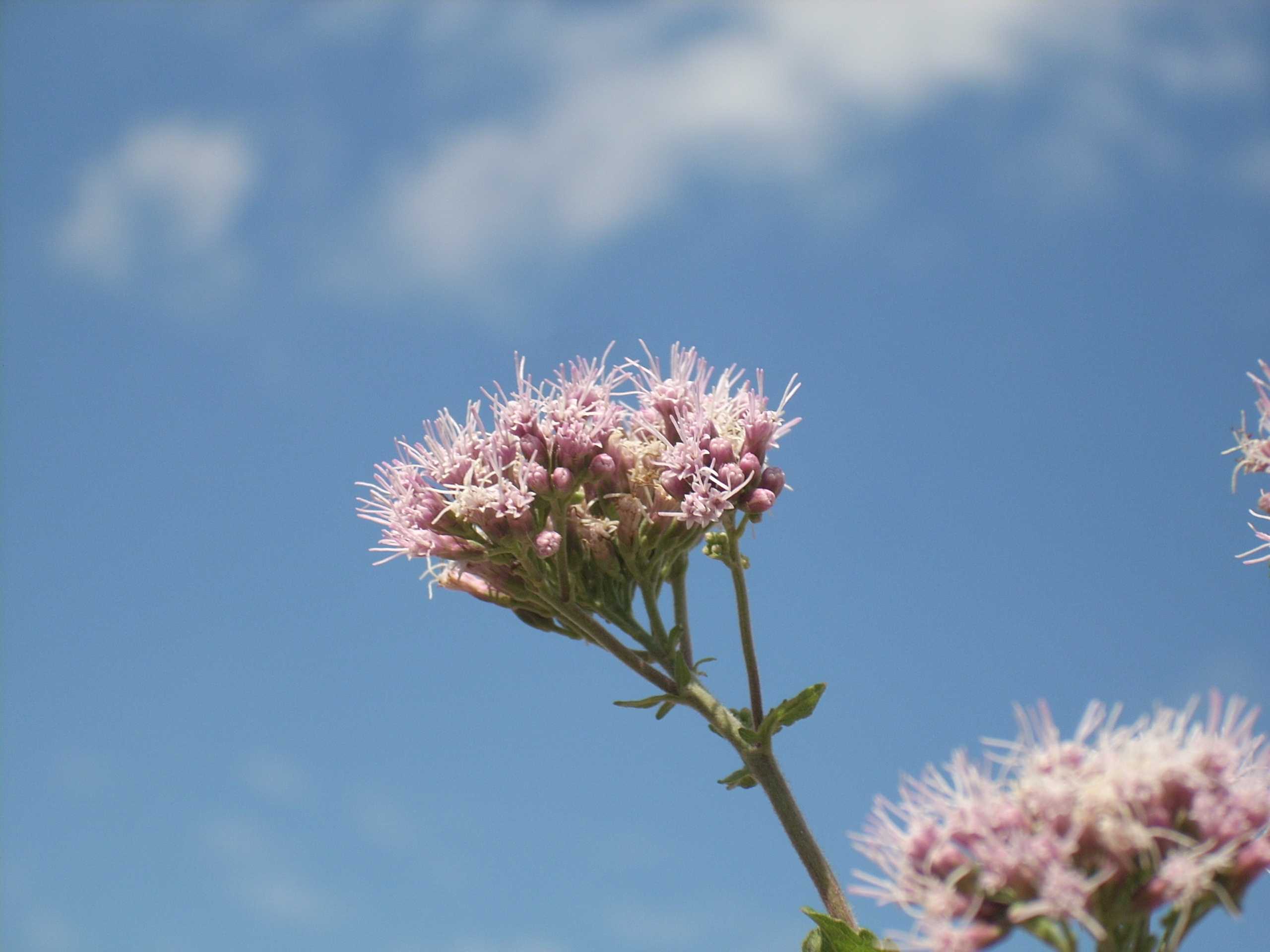 Eupatorium cannabinum / Canapa acquatica