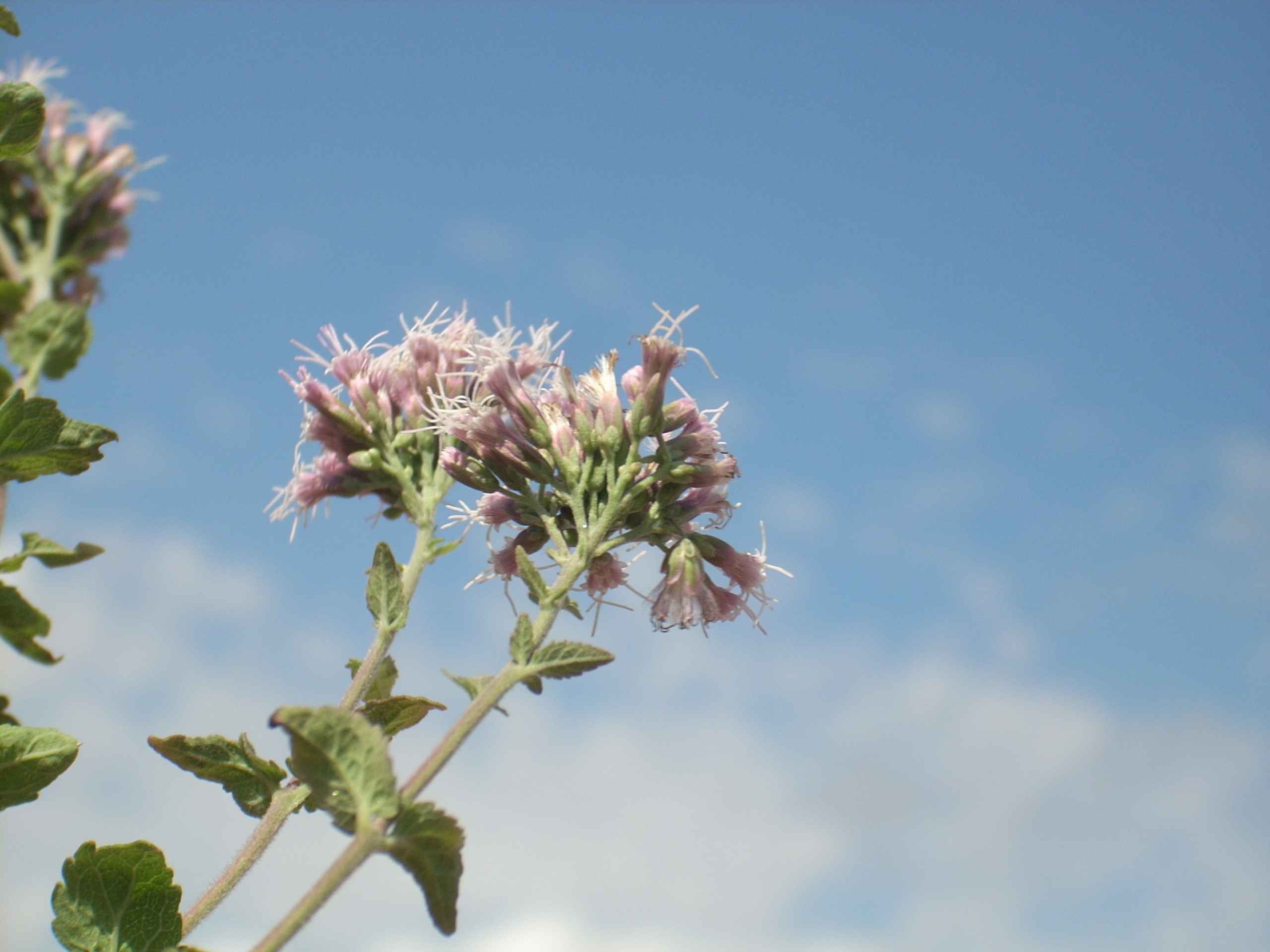 Eupatorium cannabinum / Canapa acquatica