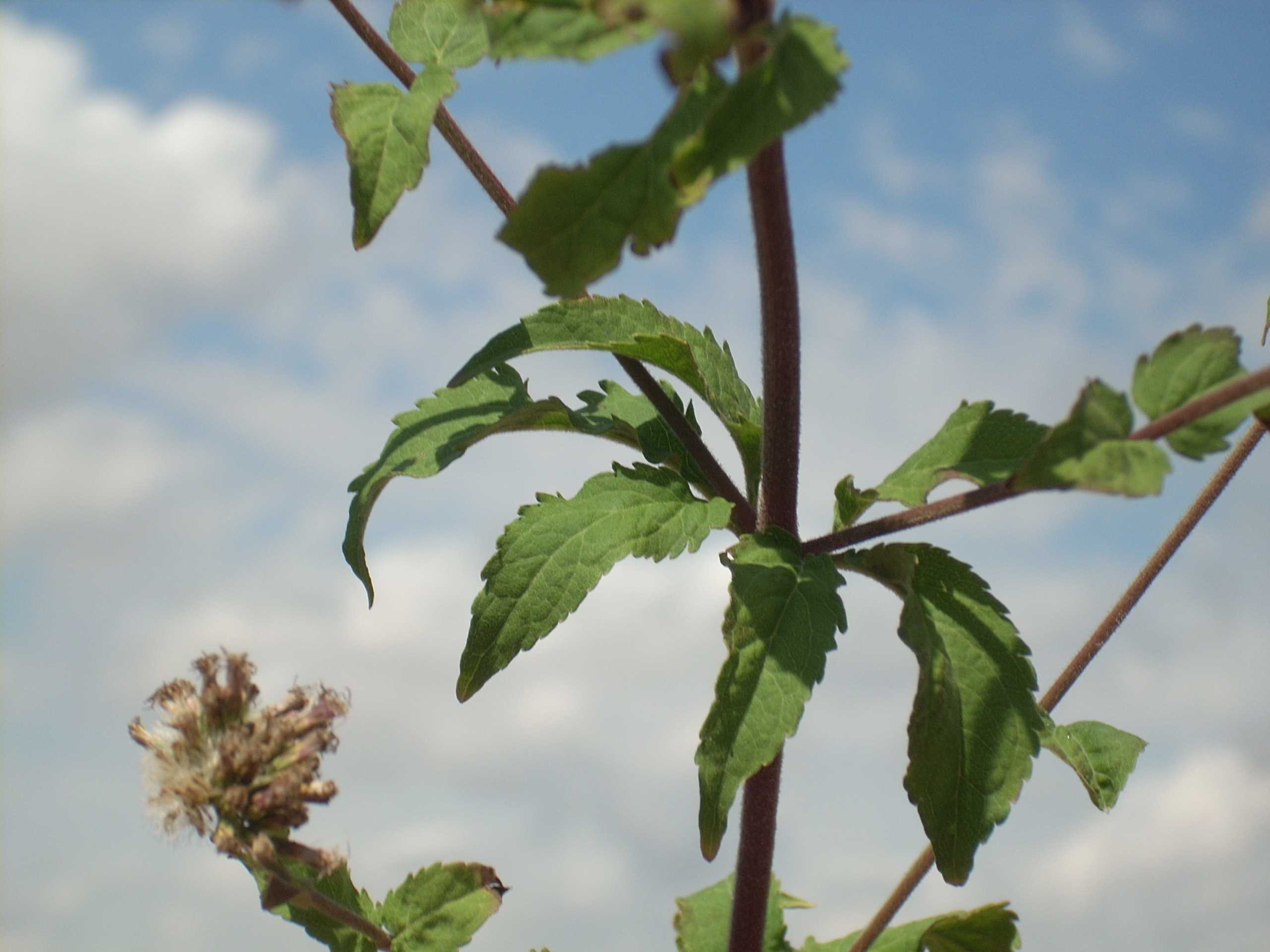 Eupatorium cannabinum / Canapa acquatica