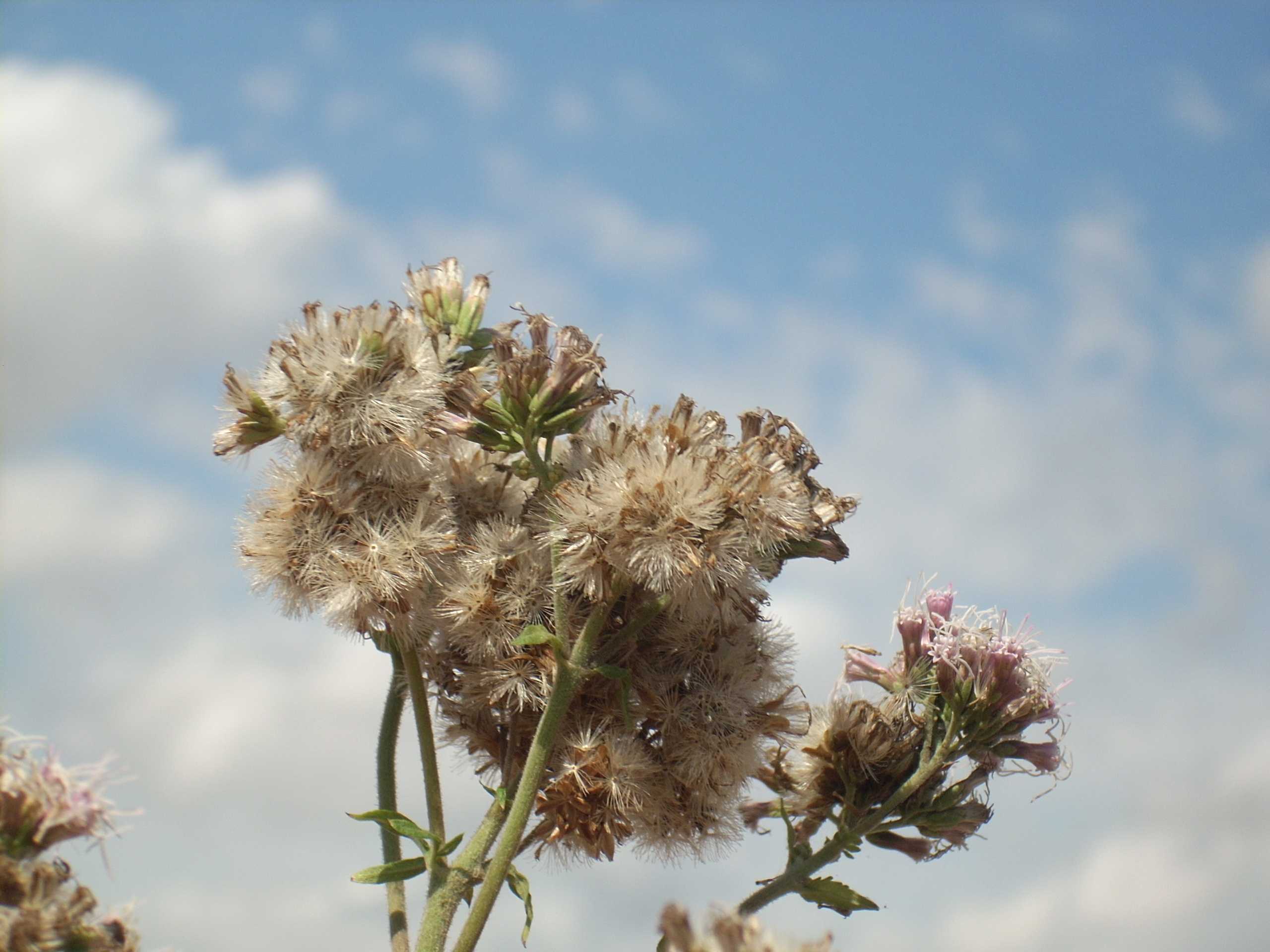 Eupatorium cannabinum / Canapa acquatica