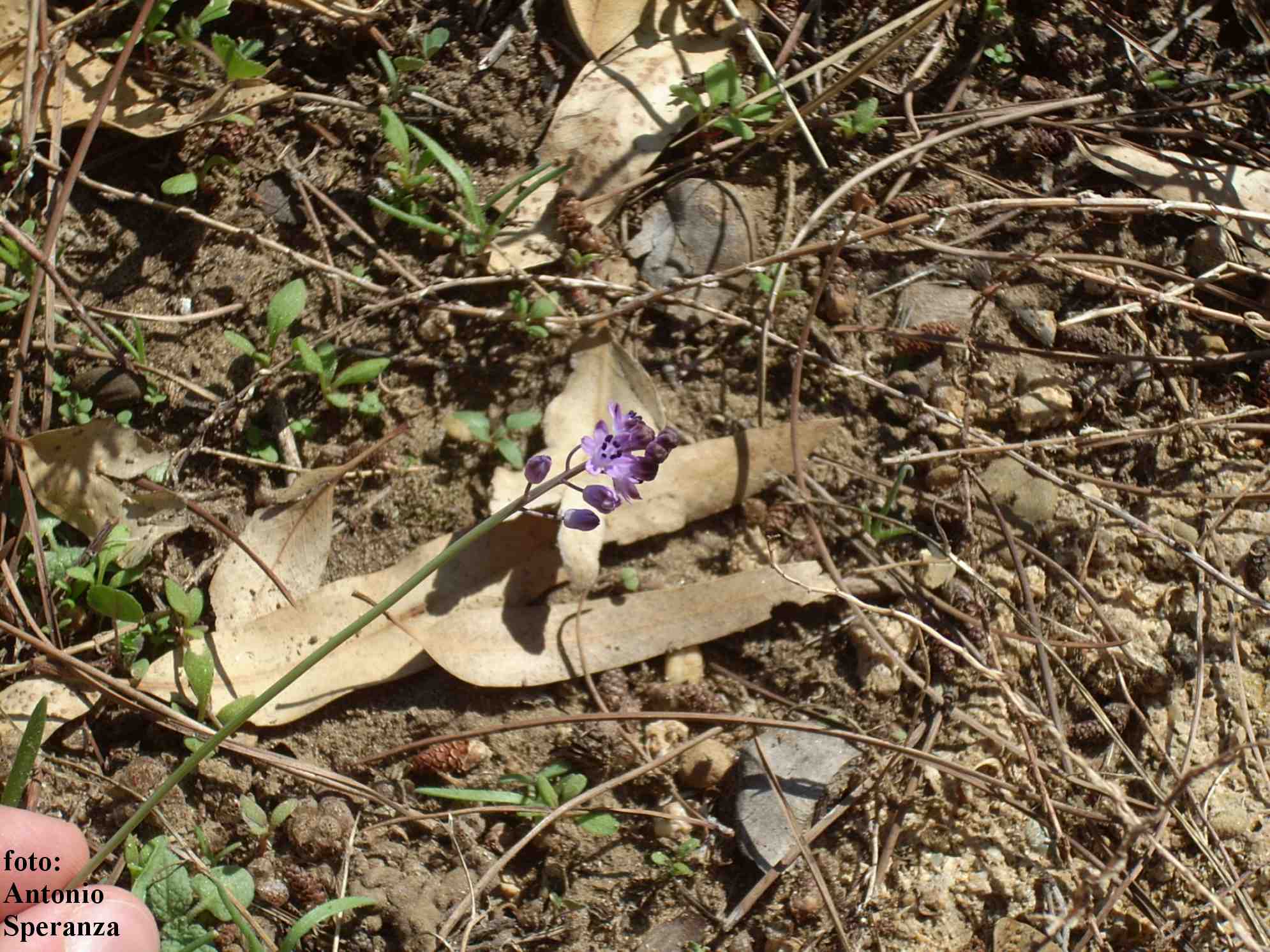 Prospero autumnale / Scilla autunnale