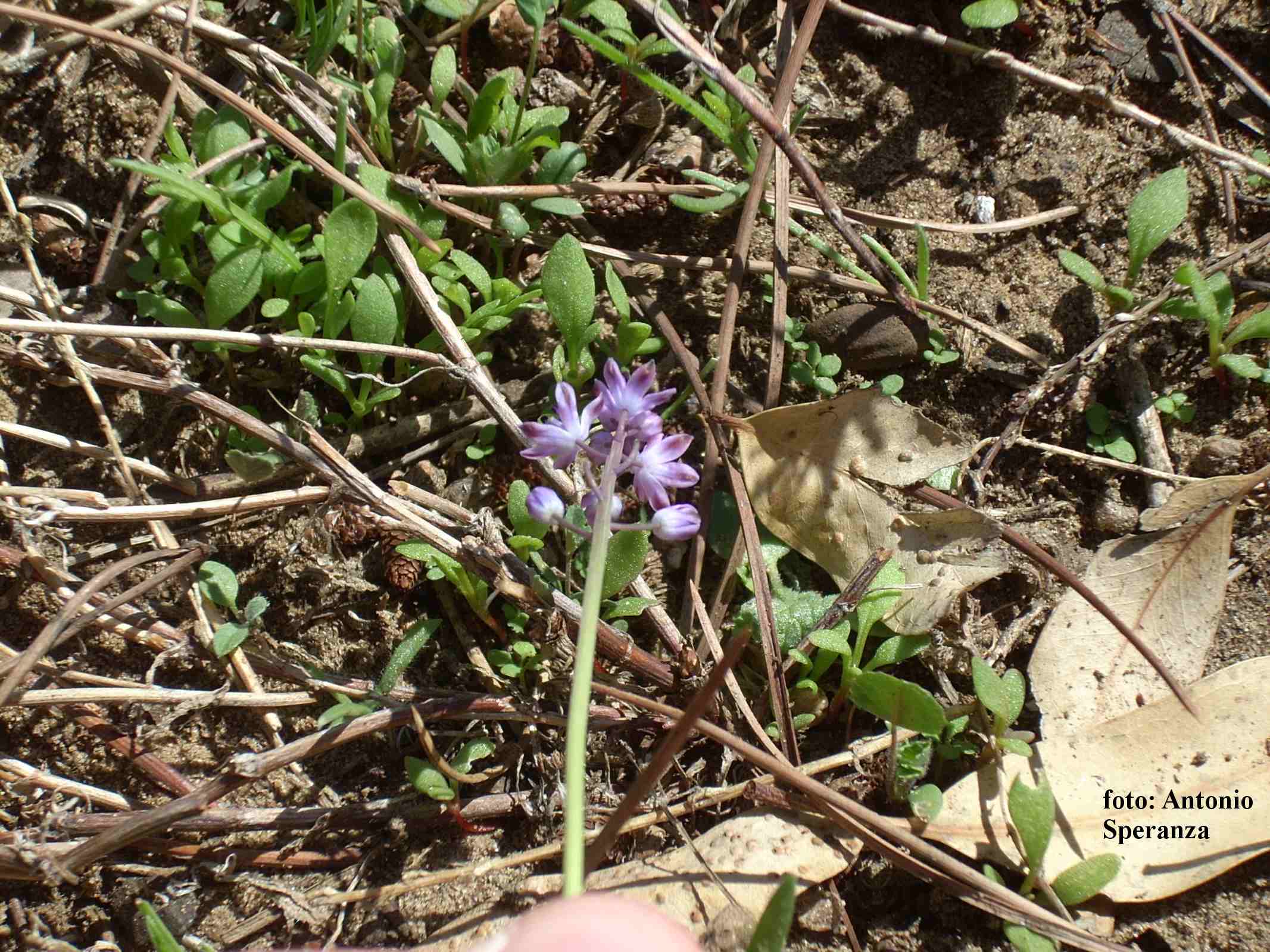 Prospero autumnale / Scilla autunnale