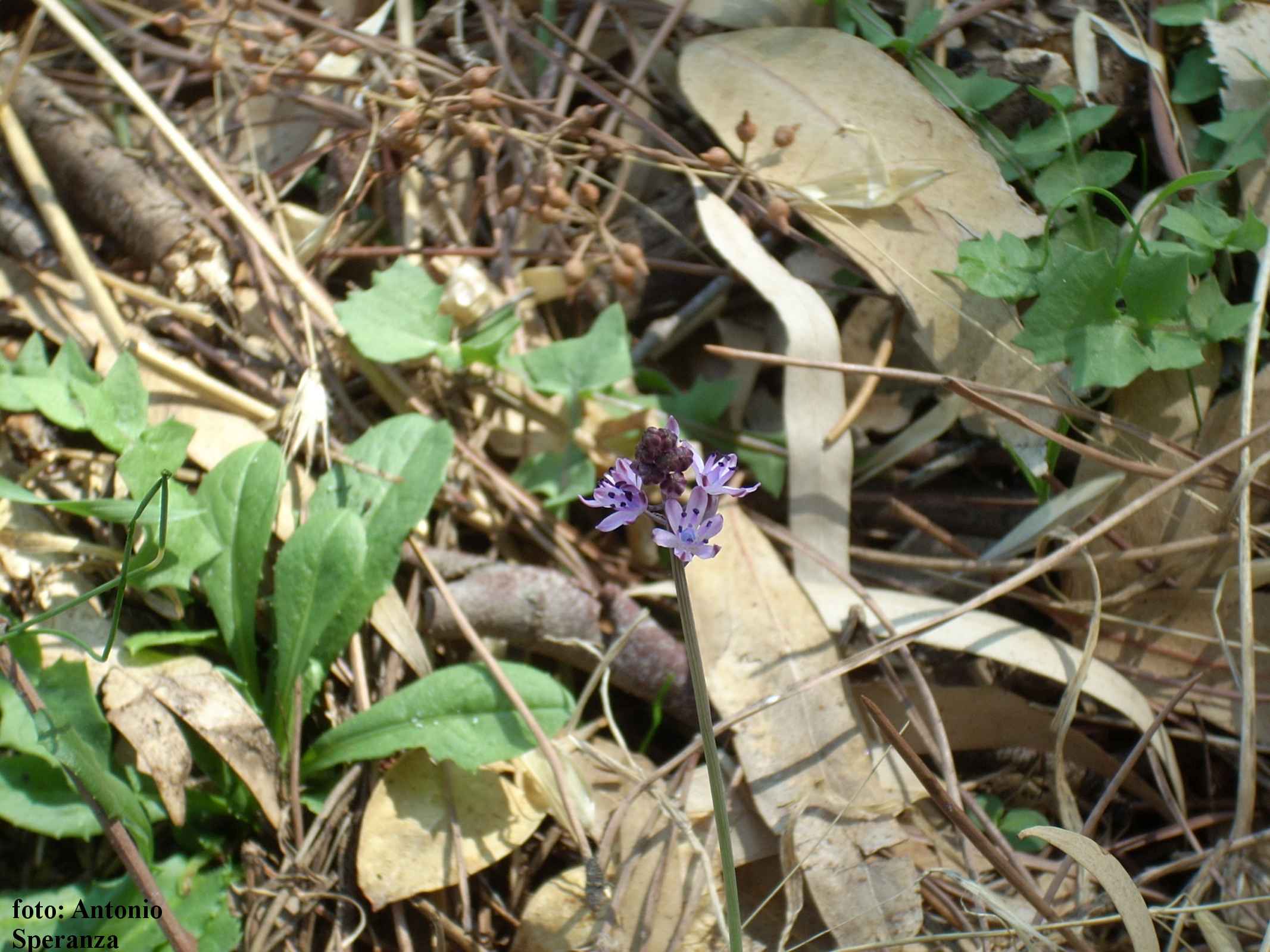 Prospero autumnale / Scilla autunnale