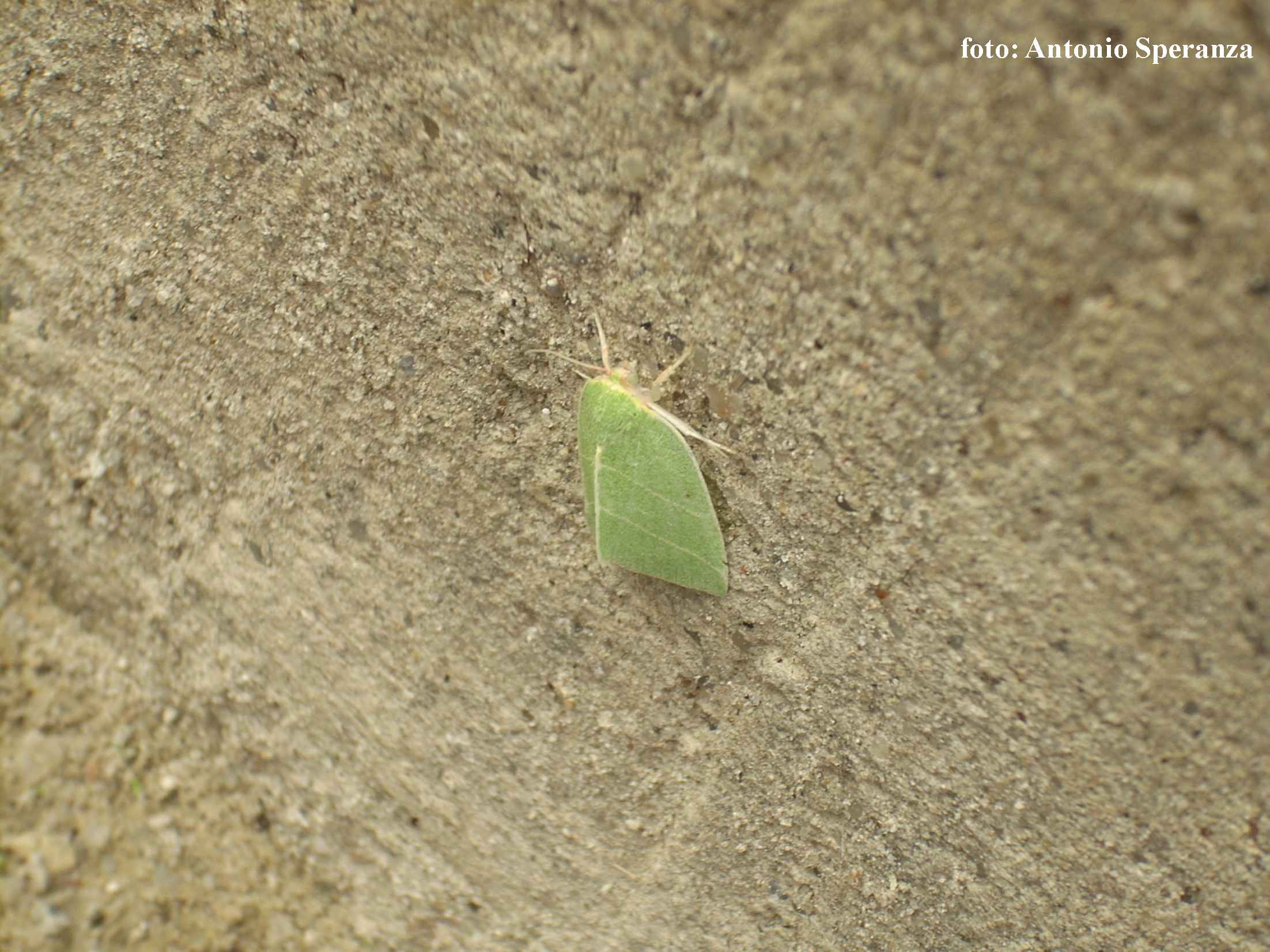 farfalla verde