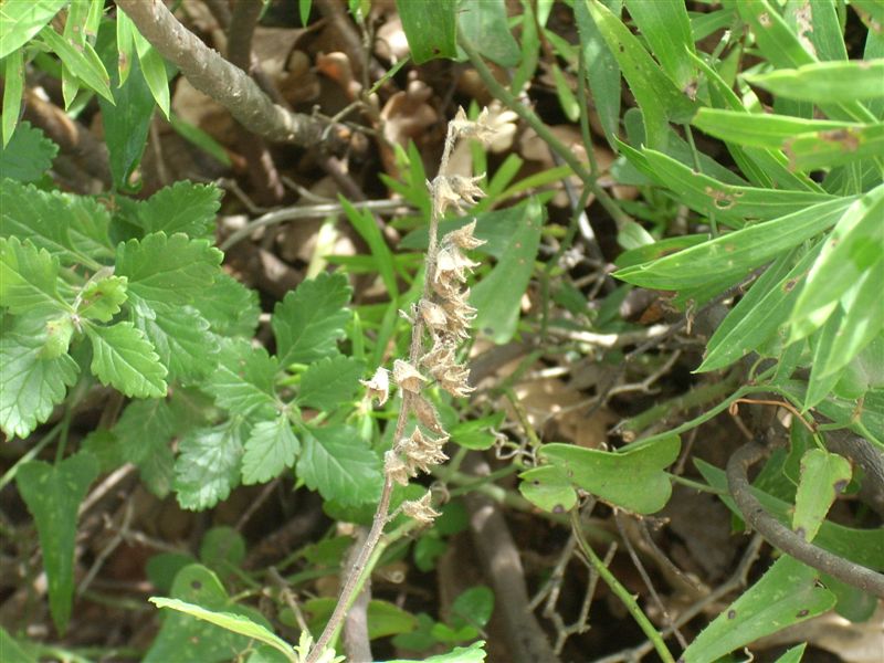 Lamiacea: Teucrium flavum