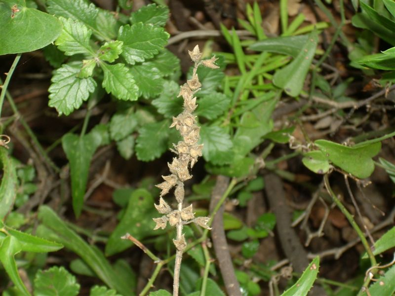 Lamiacea: Teucrium flavum