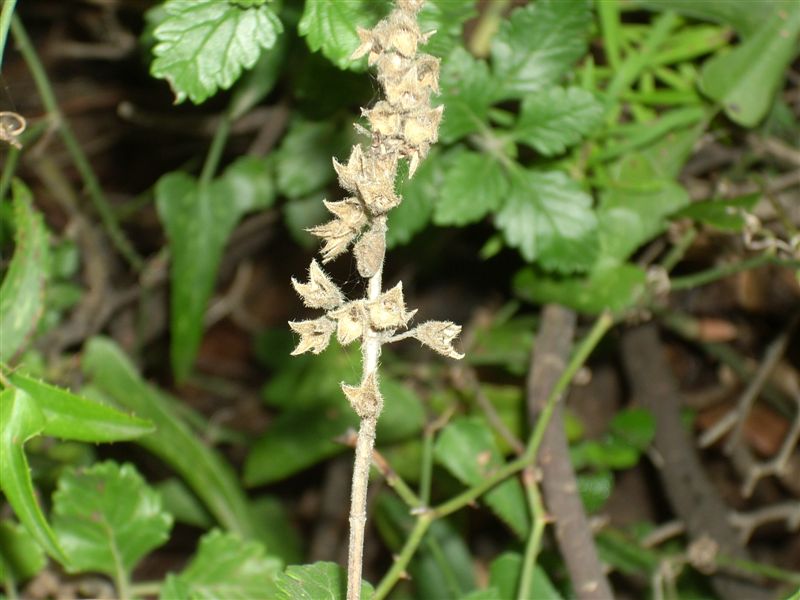 Lamiacea: Teucrium flavum