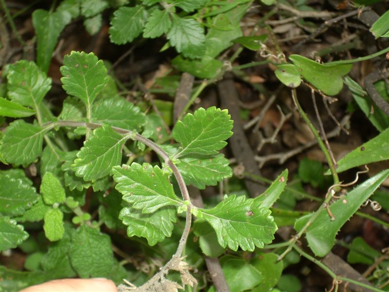 Lamiacea: Teucrium flavum