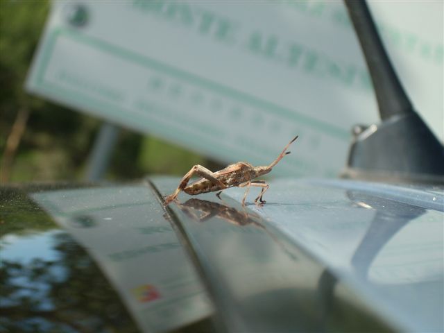 Leptoglossus occidentalis in Sicilia