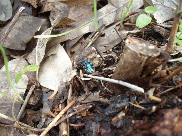 Chrysolina herbacea e Chrysolina grossa