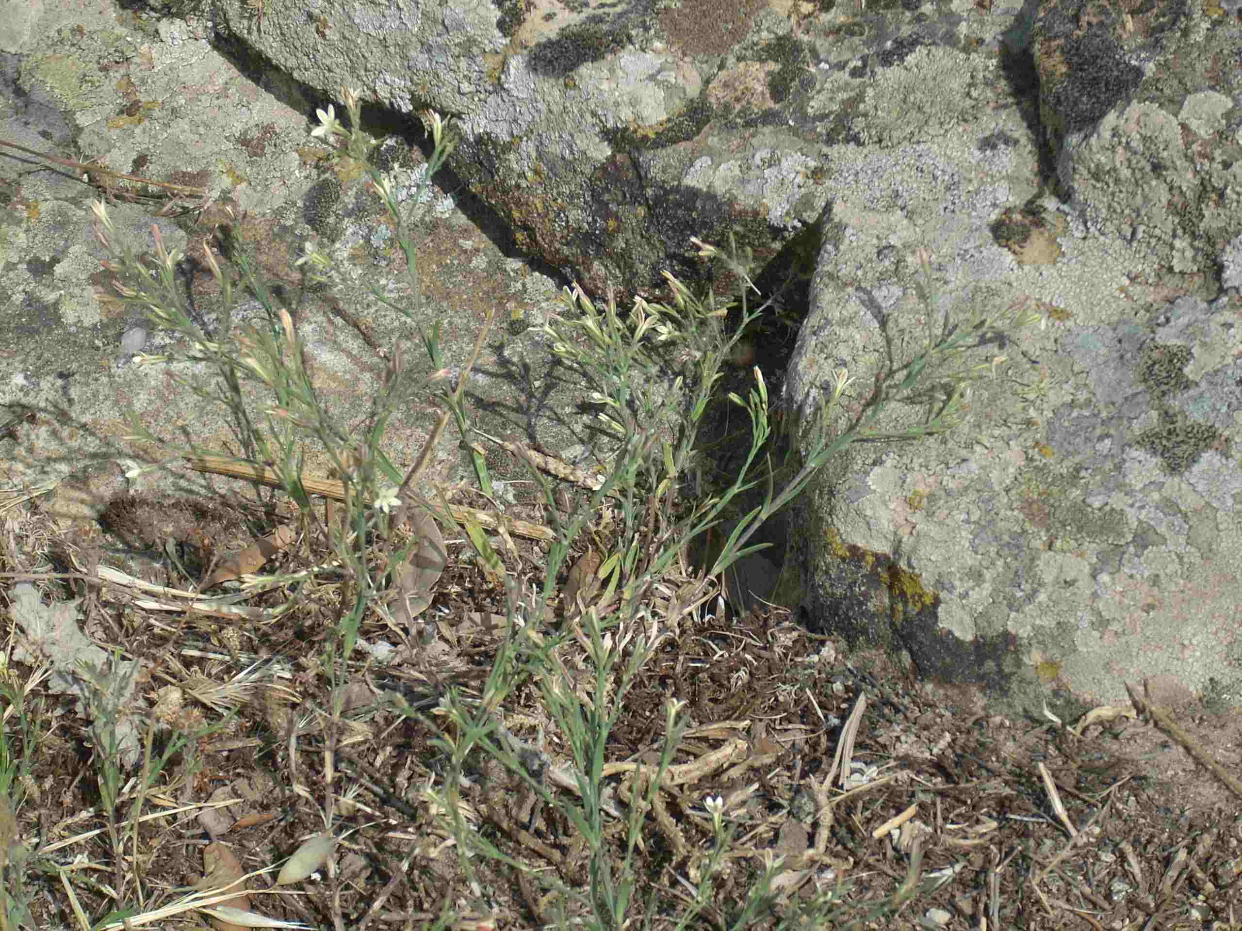 Gypsophila cretica