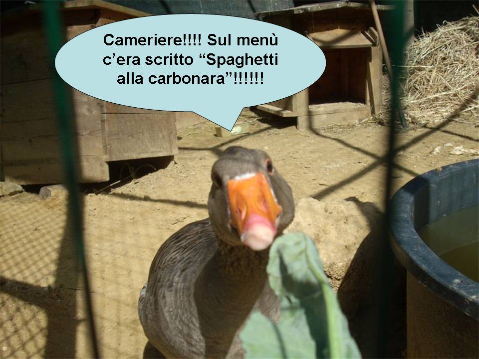 Avifauna humor