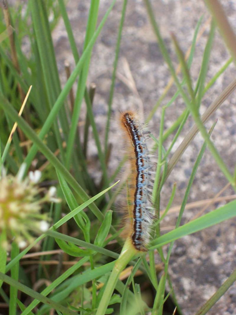 bruco di Malacosoma franconicum