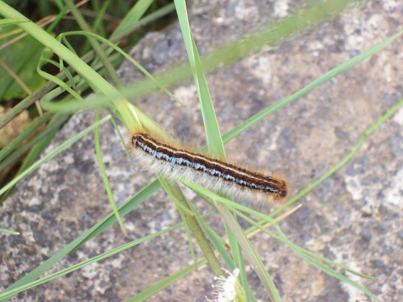 bruco di Malacosoma franconicum