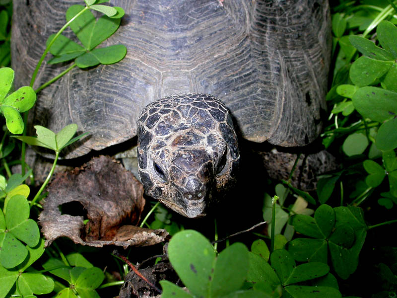 Testudo marginata sarda