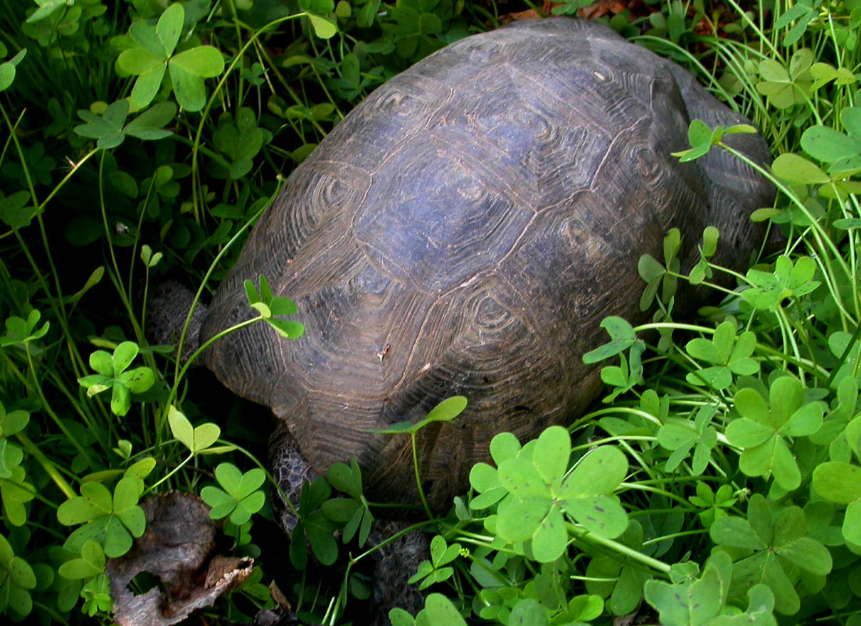 Testudo marginata sarda