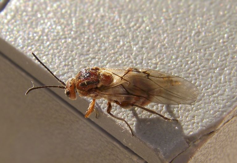 Galle del cerro Andricus caputmedusae