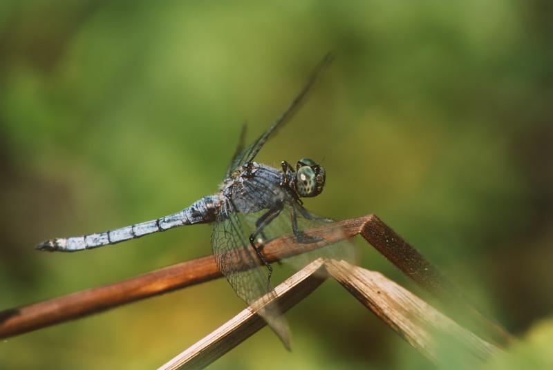 Libellula