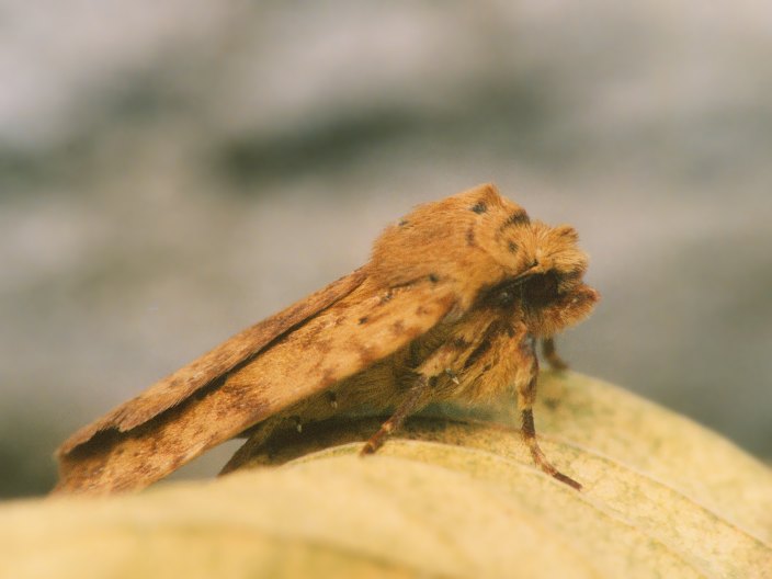 Farfallina fogliasecca: Conistra rubiginea (Noctuidae)