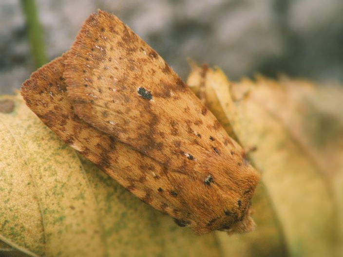 Farfallina fogliasecca: Conistra rubiginea (Noctuidae)