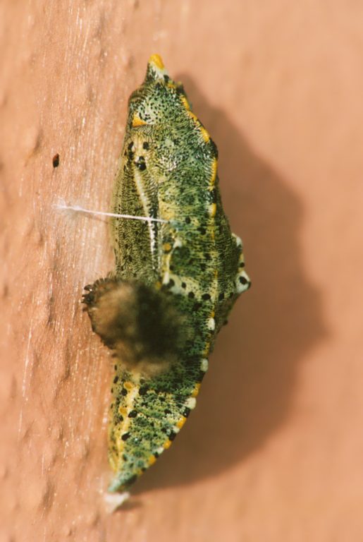 Bruco di Pieris brassicae