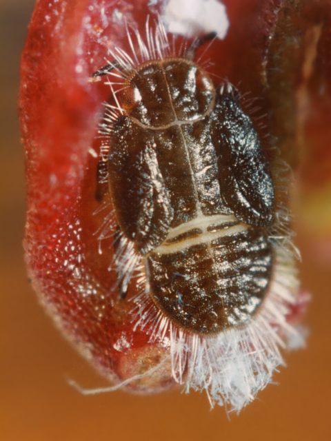 galle di Psyllidae?