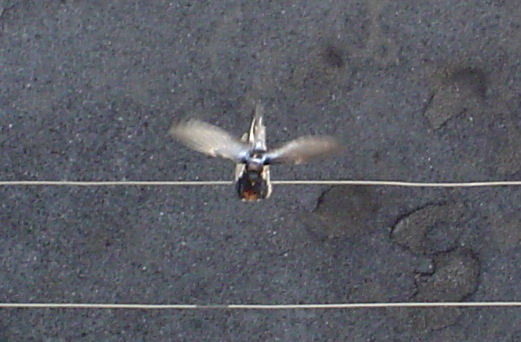 Hirundo rustica: accoppiamento....sul filo