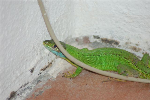 rettile non identificato...sempre sulla terrazza