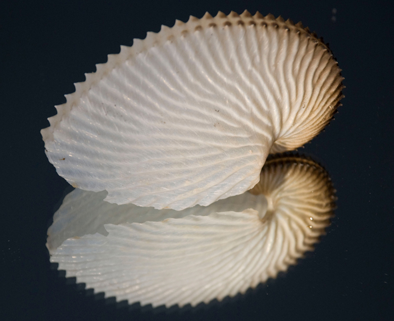 Argonauta argo