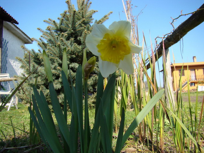 Narcissus pseudonarcissus