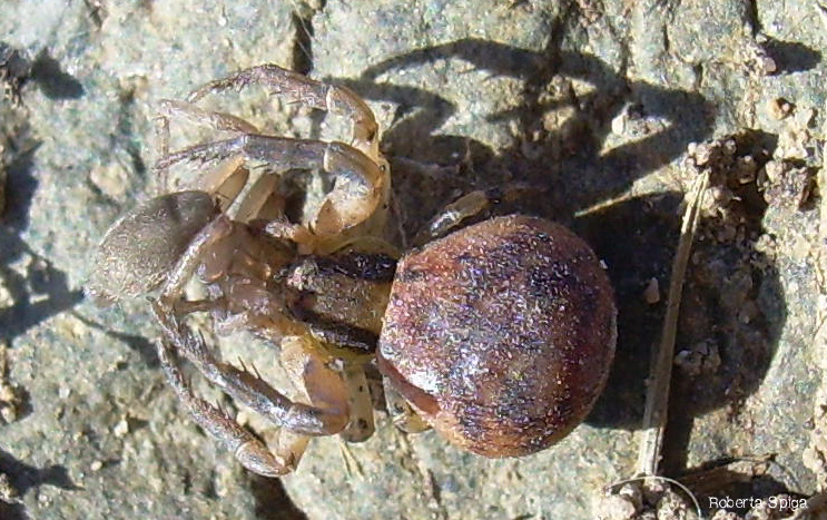 Thomisidae (probabilmente Xysticus sp.)