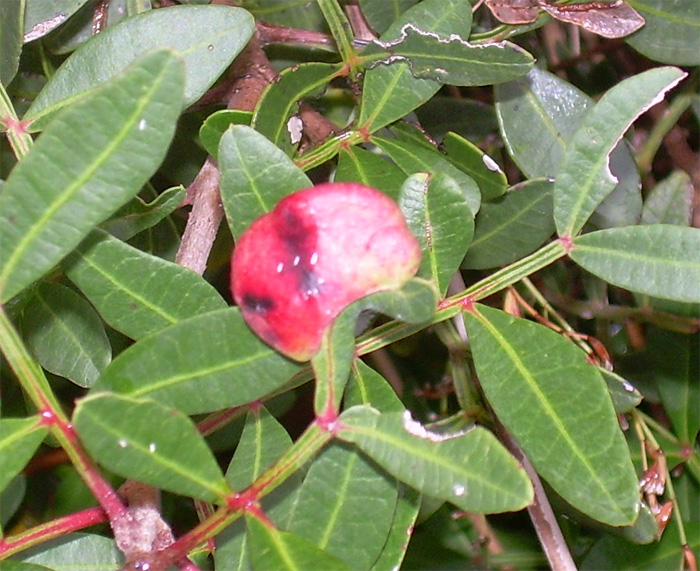 Galla su Pistacia lentiscus: Aploneura lentisci (Aphididae)