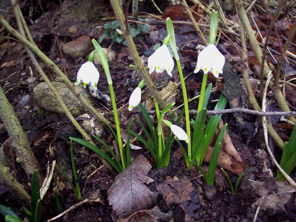 Leucojum vernum e Galanthus nivalis a confronto