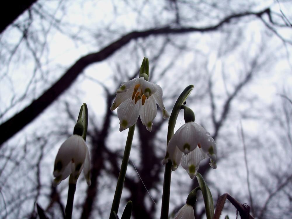 Leucojum vernum e Galanthus nivalis a confronto