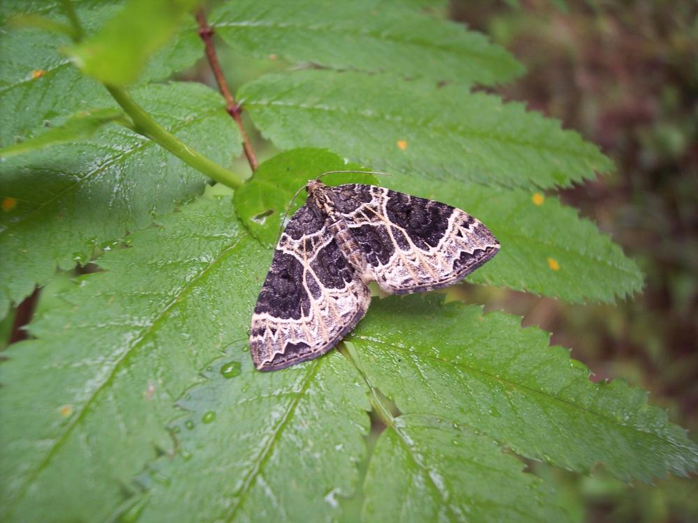 foto di farfalle diverse