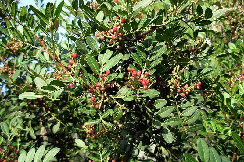 Pistacia lentiscus e Osyris alba