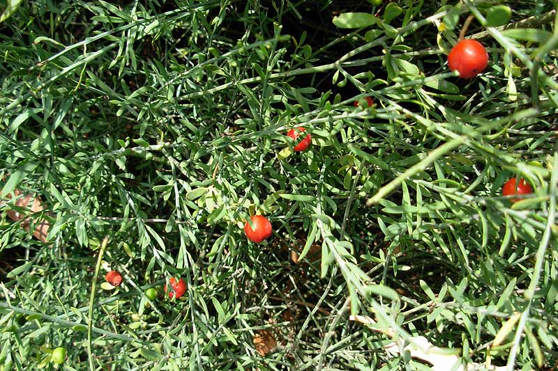 Pistacia lentiscus e Osyris alba