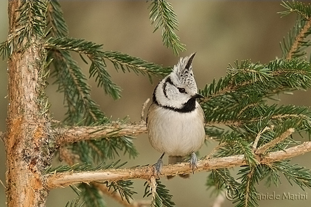 Cincia dal ciuffo (Lophophanes cristatus)