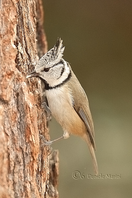 Cincia dal ciuffo (Lophophanes cristatus)