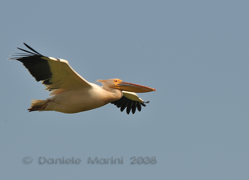 Pellicano Fiorentino - Pelecanus onocrotalus