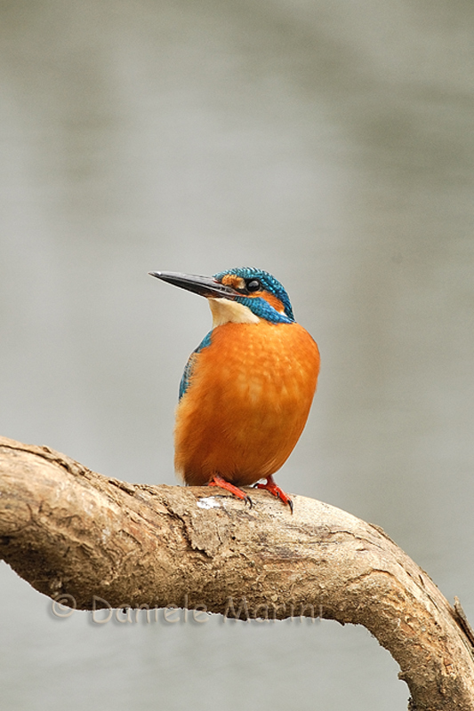 Martin pescatore (Alcedo atthis)