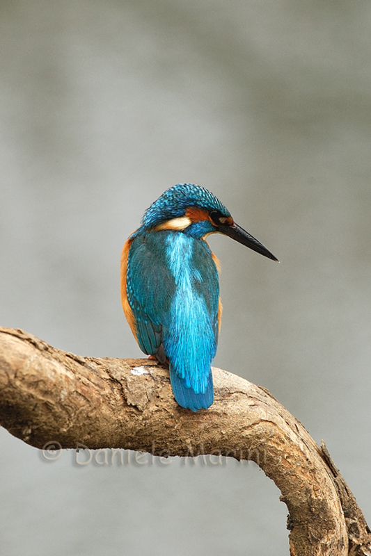 Martin pescatore (Alcedo atthis)