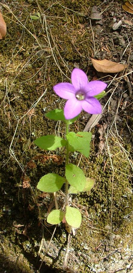 Campanula dichotoma / Campanula dicotoma