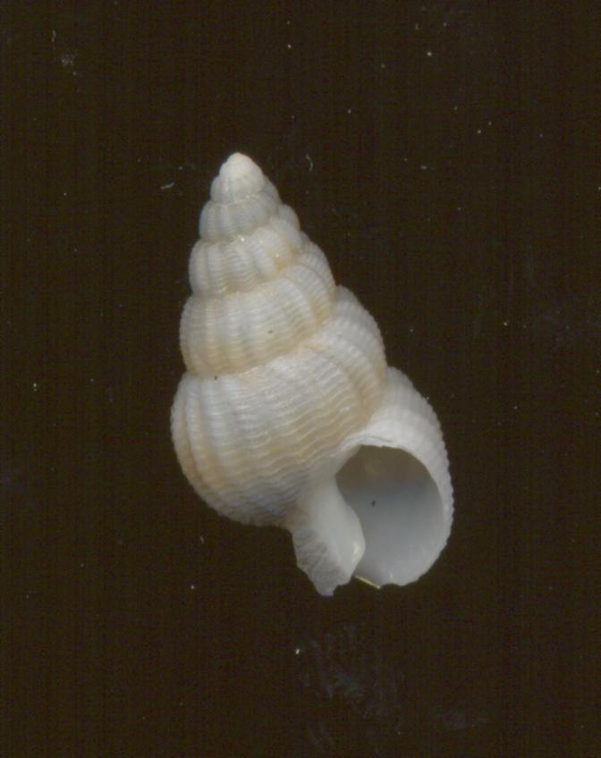 Nassarius lima