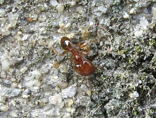 Formicidae - Pheidole pallidula