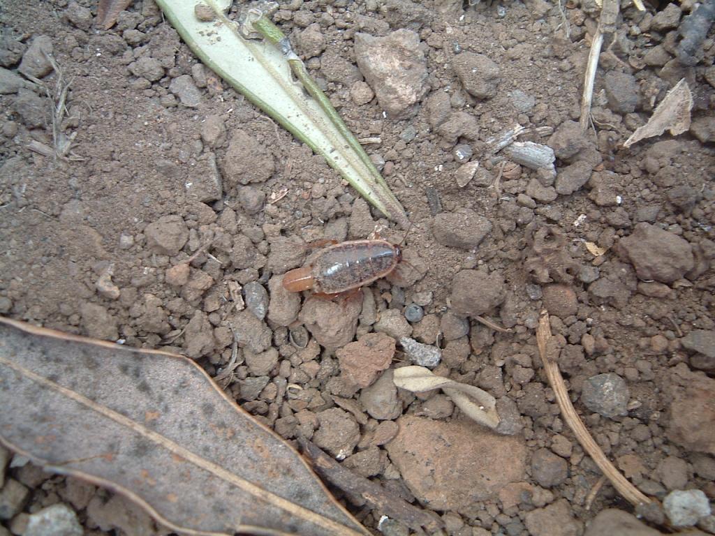 Loboptera decipiens (Germar 1817)