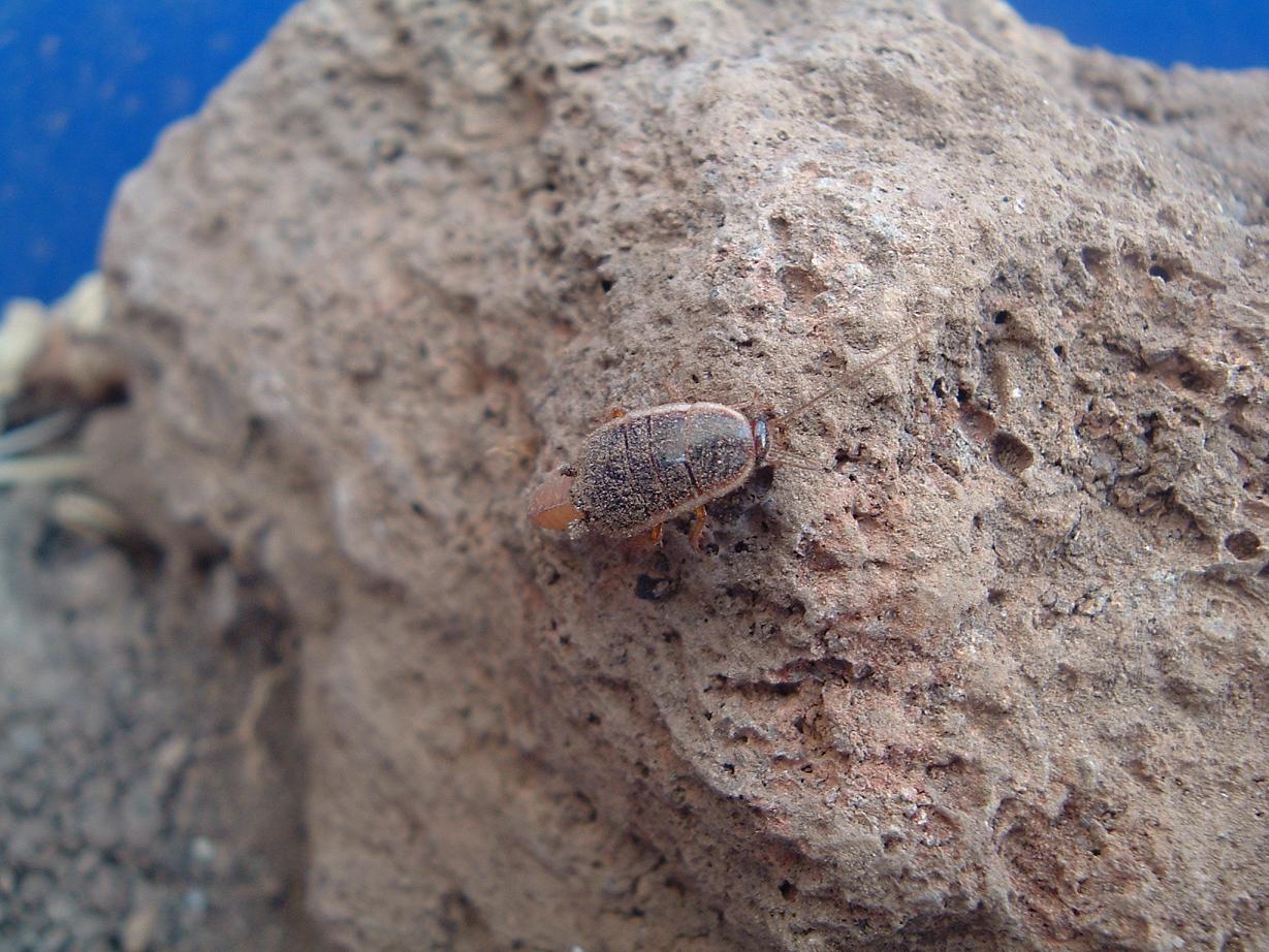 Loboptera decipiens (Germar 1817)