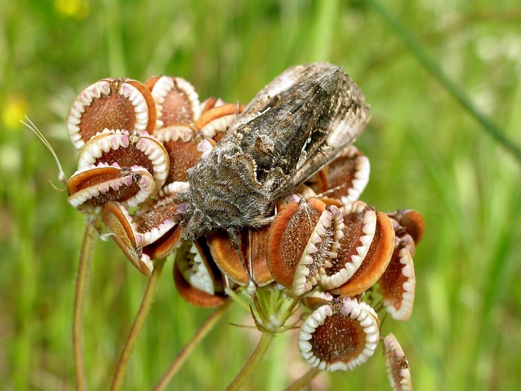 Autographa gamma?